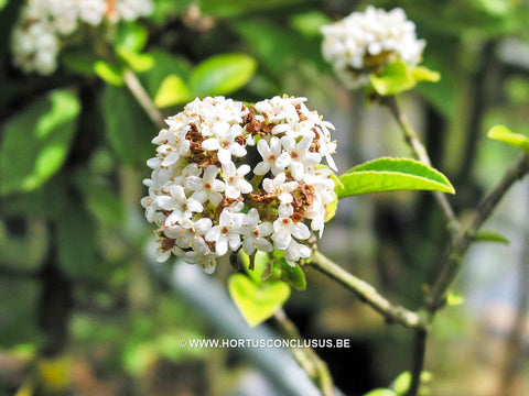 Viburnum 'Chesapeake'