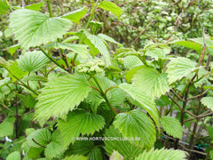 Viburnum dentatum 'White and Blue' - Heester - Hortus Conclusus  - 1