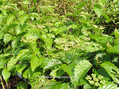 Viburnum dentatum 'White and Blue' - Heester - Hortus Conclusus  - 2