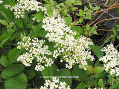 Viburnum dentatum 'White and Blue' - Heester - Hortus Conclusus  - 3
