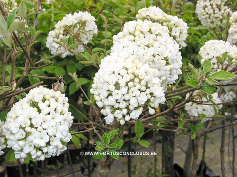 Viburnum 'Eskimo'