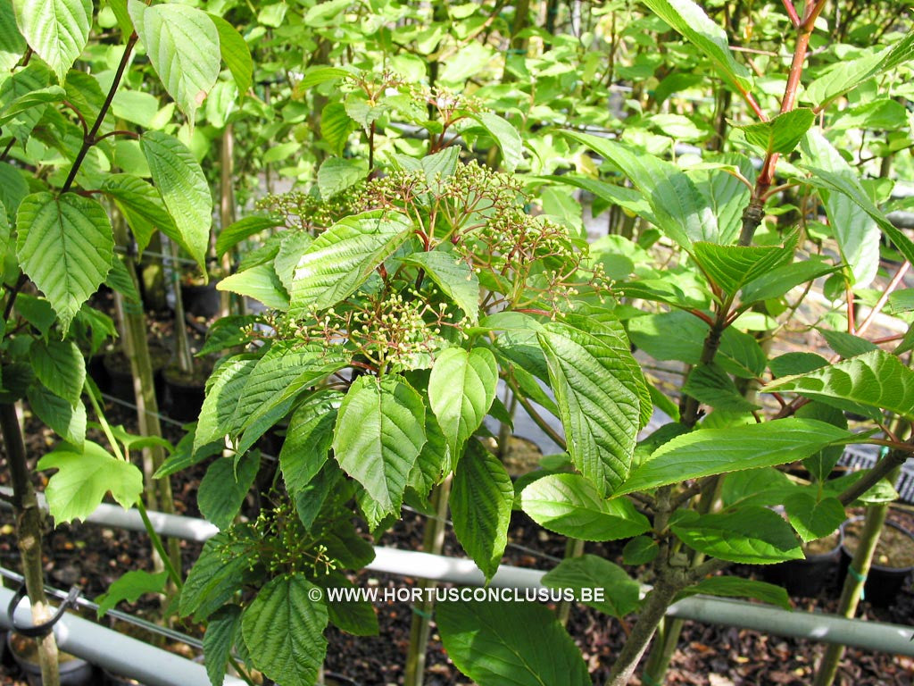 Viburnum lobophyllum - Heester - Hortus Conclusus  - 1