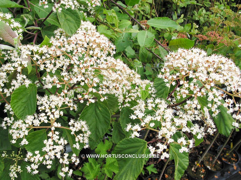 Viburnum 'Oneida'