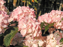 Viburnum plicatum 'Dart's Red Robin' - Heester - Hortus Conclusus  - 2