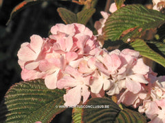Viburnum plicatum 'Dart's Red Robin' - Heester - Hortus Conclusus  - 3