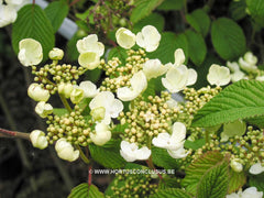Viburnum plicatum f. tomentosum - Heester - Hortus Conclusus  - 2