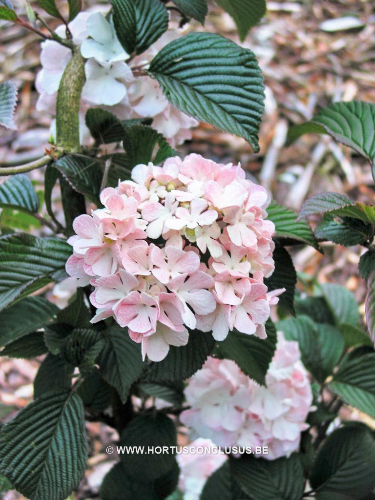 Viburnum plicatum 'Kern's Pink' - Heester - Hortus Conclusus  - 1