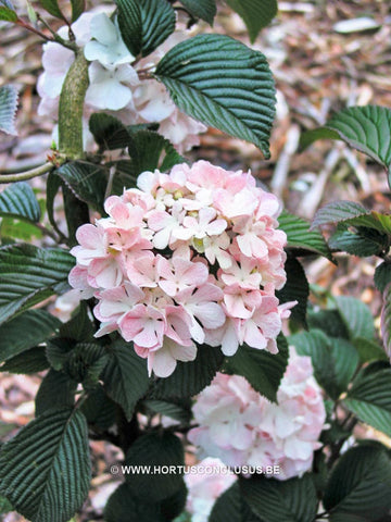 Viburnum plicatum 'Kern's Pink'