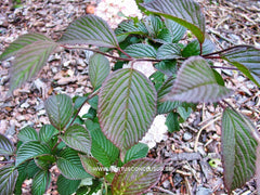 Viburnum plicatum 'Kern's Pink' - Heester - Hortus Conclusus  - 2