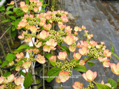 Viburnum plicatum 'Pink Beauty' - Heester - Hortus Conclusus  - 2
