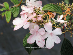 Viburnum plicatum 'Pink Beauty' - Heester - Hortus Conclusus  - 3