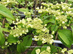 Viburnum plicatum 'Rowallane' - Heester - Hortus Conclusus  - 1