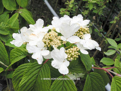 Viburnum plicatum 'Rowallane' - Heester - Hortus Conclusus  - 2