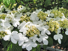 Viburnum plicatum 'Shasta' - Heester - Hortus Conclusus  - 1