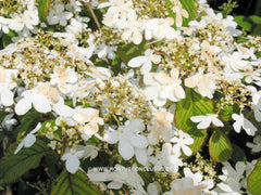 Viburnum plicatum 'Shasta' - Heester - Hortus Conclusus  - 2
