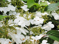 Viburnum plicatum 'Summer Snowflake' - Heester - Hortus Conclusus  - 1