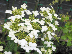 Viburnum plicatum 'Summer Snowflake' - Heester - Hortus Conclusus  - 2