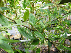Viburnum 'Pragense' - Heester - Hortus Conclusus  - 1