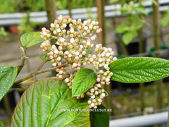 Viburnum 'Pragense' - Heester - Hortus Conclusus  - 2