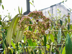 Viburnum 'Pragense' - Heester - Hortus Conclusus  - 3