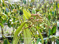 Viburnum 'Pragense' - Heester - Hortus Conclusus  - 4