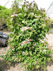Viburnum sargentii 'Onondaga' - Heester - Hortus Conclusus  - 1