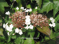 Viburnum sargentii 'Onondaga' - Heester - Hortus Conclusus  - 2