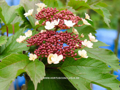 Viburnum sargentii 'Onondaga' - Heester - Hortus Conclusus  - 3